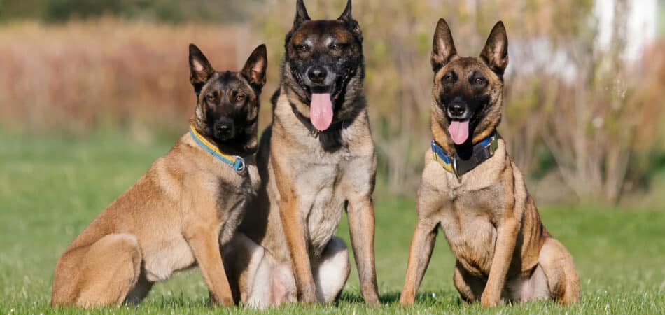 three-belgian-shepherd-dogs-sit-in-a-field-2023-11-27-05-21-32-utc
