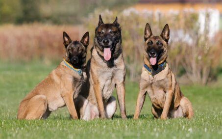 three-belgian-shepherd-dogs-sit-in-a-field-2023-11-27-05-21-32-utc