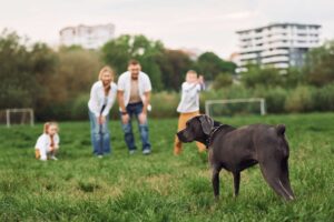 Walk with dog. Family have weekend outdoors at summertime together