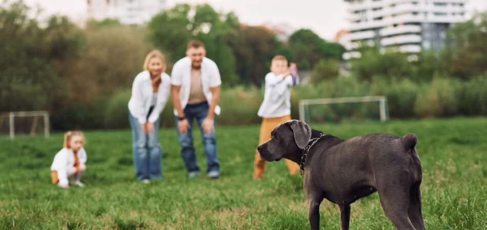 Walk with dog. Family have weekend outdoors at summertime together