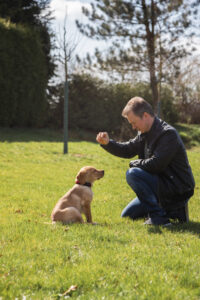 a-young-man-trains-a-labrador-retriever-puppy-at-h-2023-11-27-04-59-37-utc
