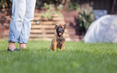 belgian-shepherd-malinois-puppy-playing-on-the-b-2023-11-27-05-13-04-utc