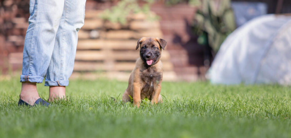 belgian-shepherd-malinois-puppy-playing-on-the-b-2023-11-27-05-13-04-utc