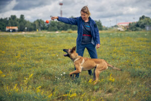 Smiling woman professional dog trainer playing with detection dog outdoors in grassy field