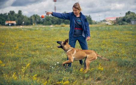 Smiling woman professional dog trainer playing with detection dog outdoors in grassy field