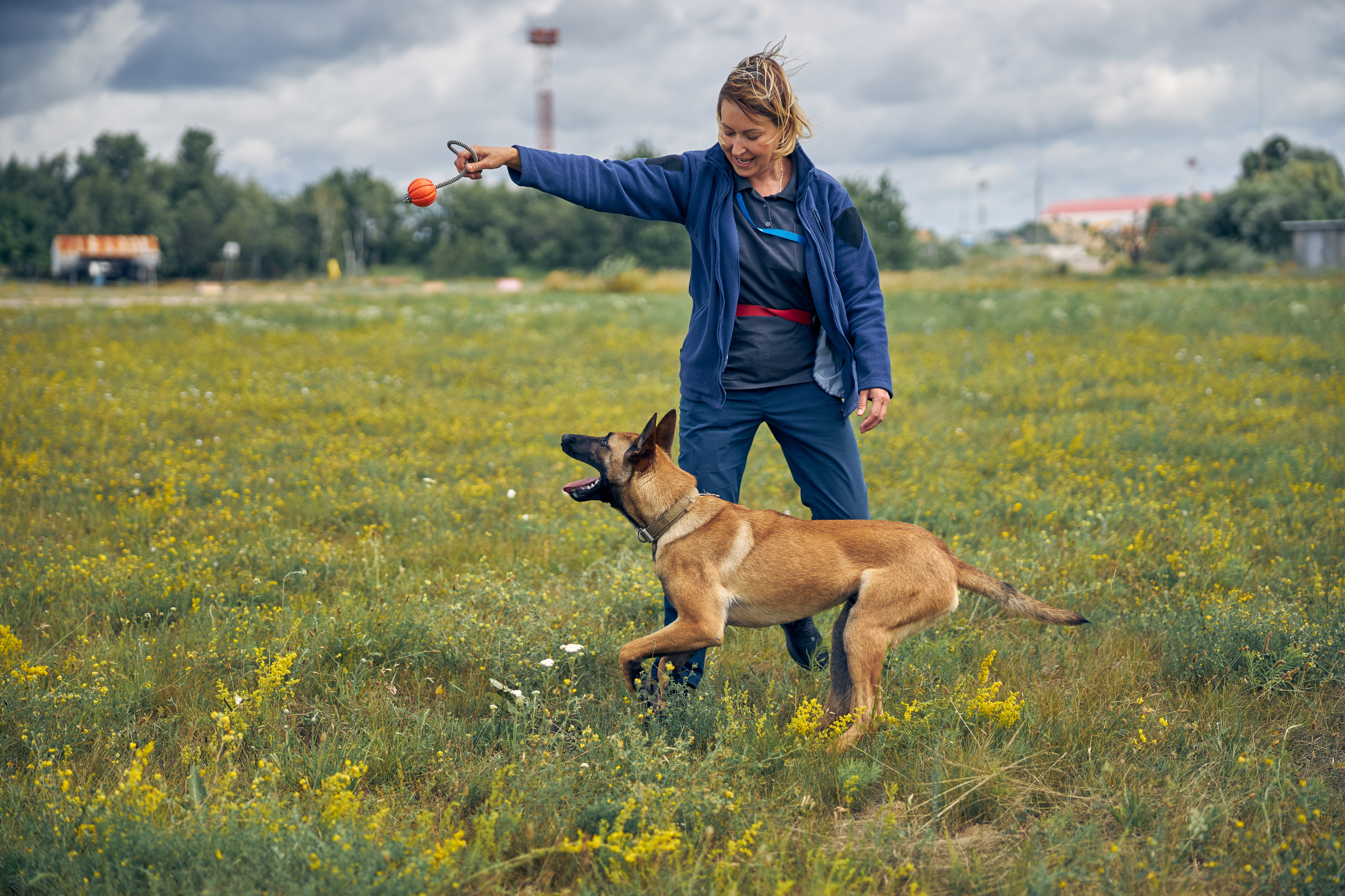Smiling woman professional dog trainer playing with detection dog outdoors in grassy field