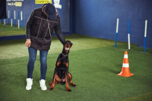 Obedient calm American Doberman with an open mouth seated on the synthetic turf during the training session