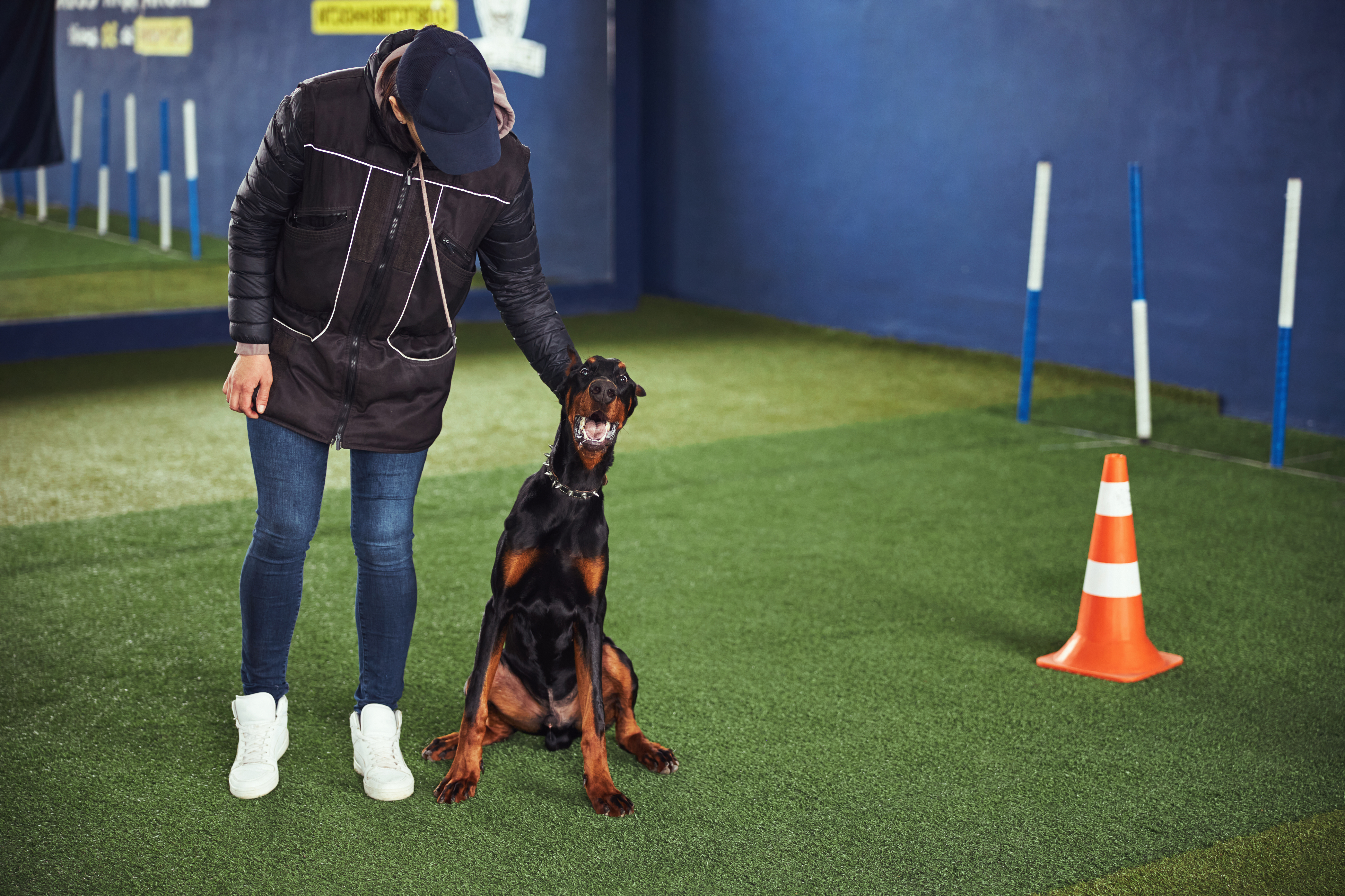 Obedient calm American Doberman with an open mouth seated on the synthetic turf during the training session