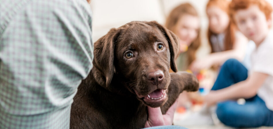 father holding labrador retriever puppy, happy family behind at home, family fun at home concept