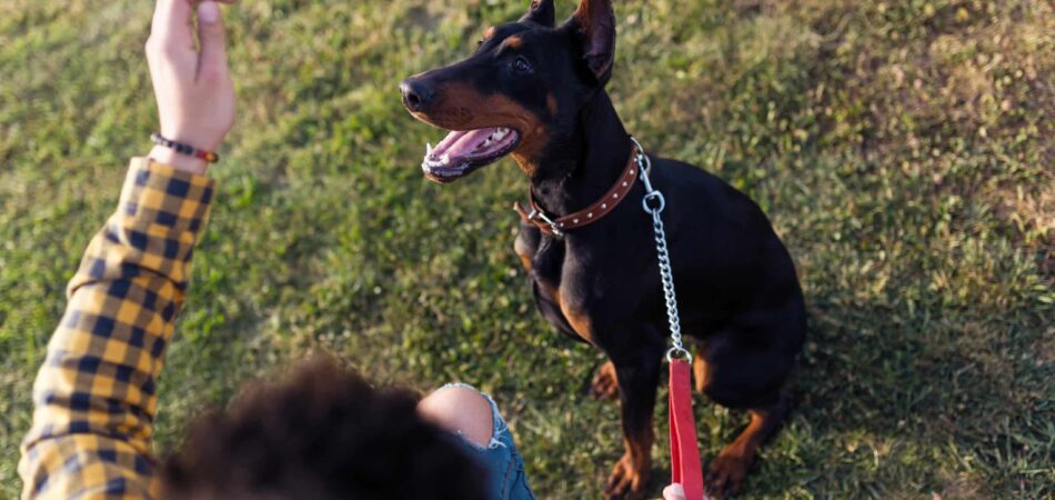 Portrait of handsome young man playing with his dog in the park.