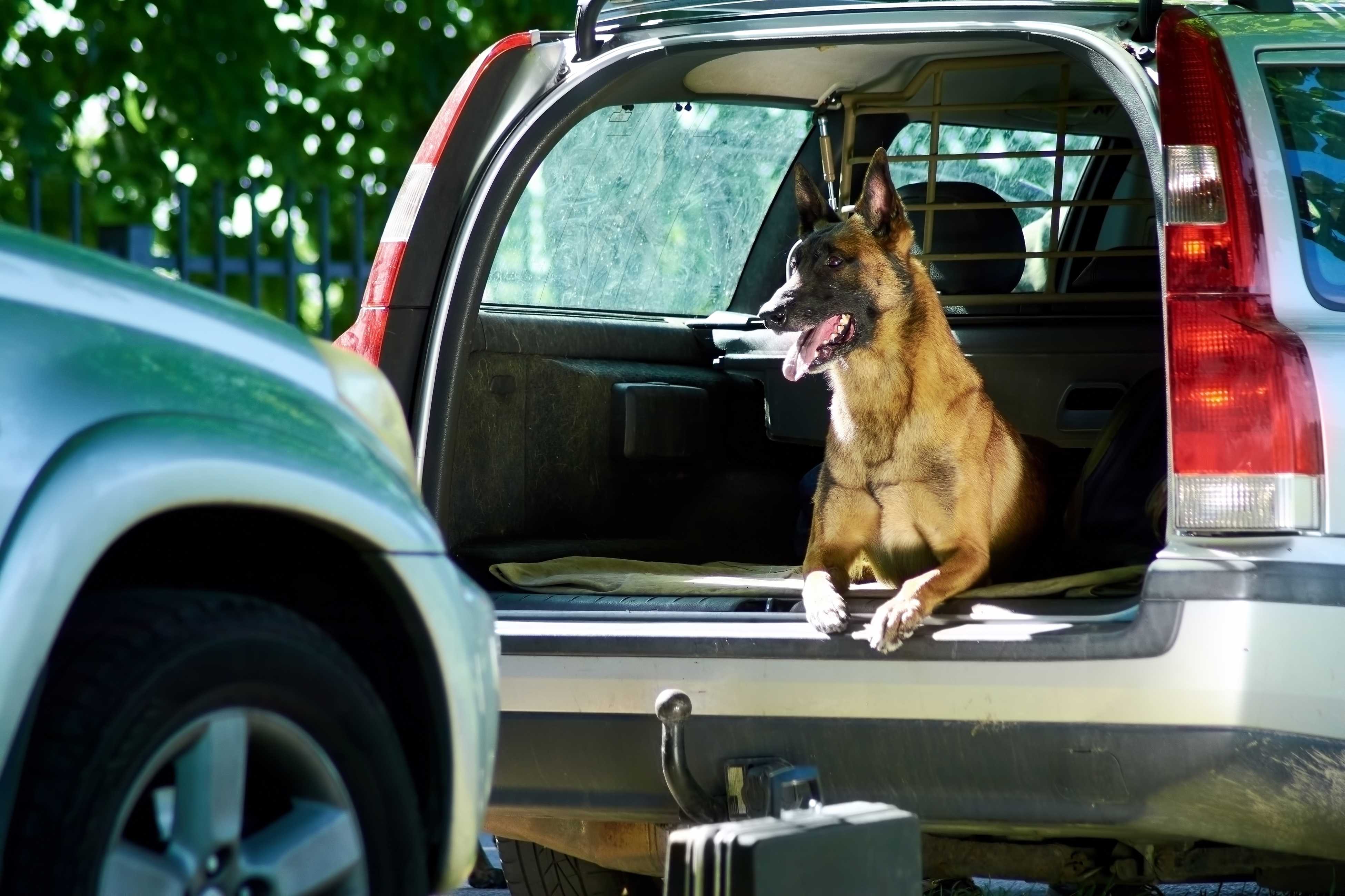 belgian shepherd on the back of the car