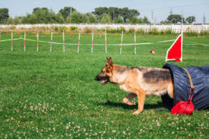 dog-in-agility-competition-set-up-in-green-grassy-2023-11-27-05-01-04-utc