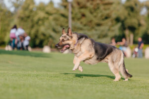 Exercise east-european-shepherd-dog-on-the-walk-active-eas-2023-11-27-05-34-19-utc