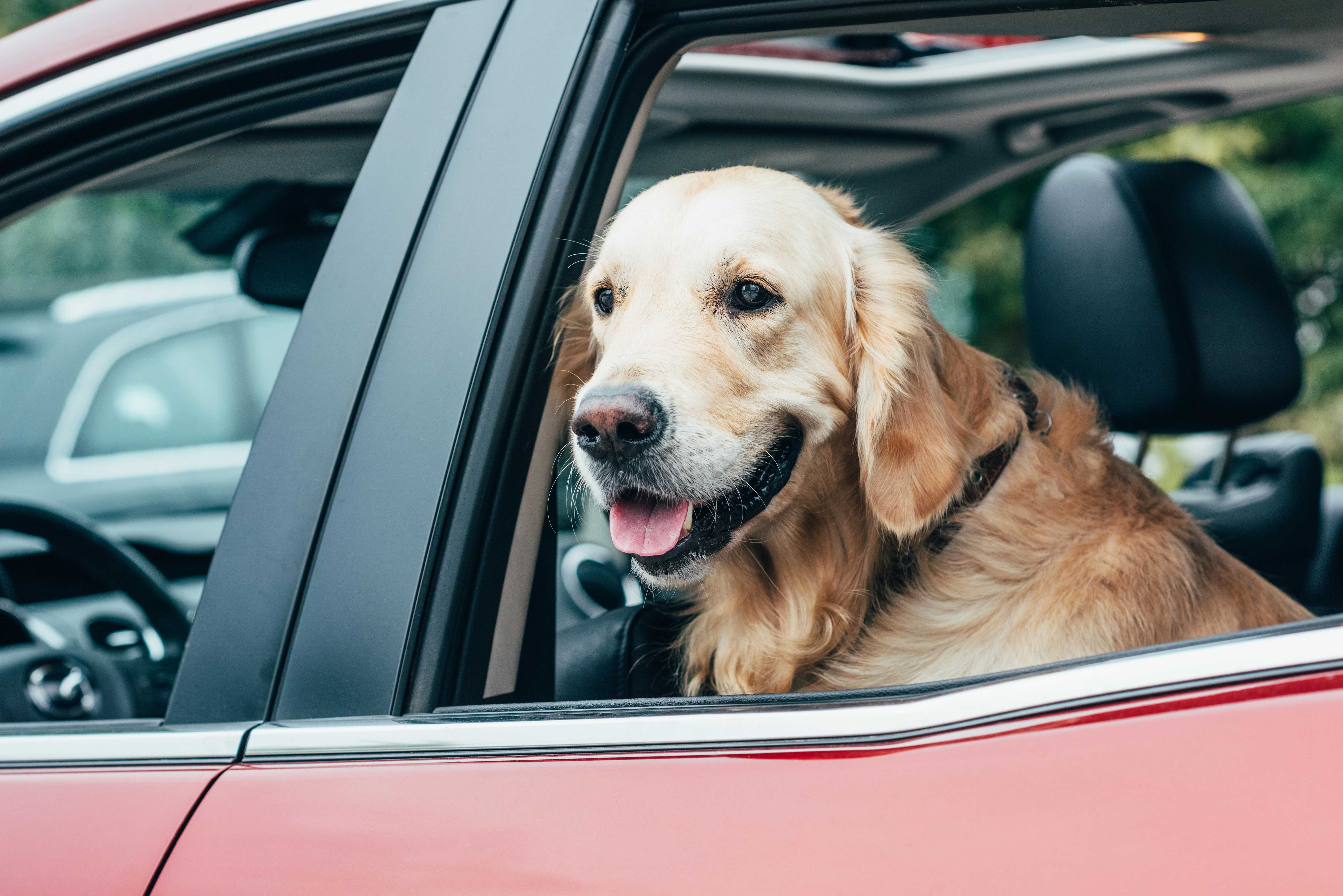 golden retriever dog on the backseat