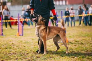 Man Working With A Malinois Dog In Training In Summer Day. Belgian Sheepdog Or Shepherd, Belgium, Chien De Berger Belge Dog