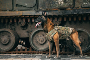 malinois-dog-in-bulletproof-vests-against-military-2023-11-27-05-24-06-utc