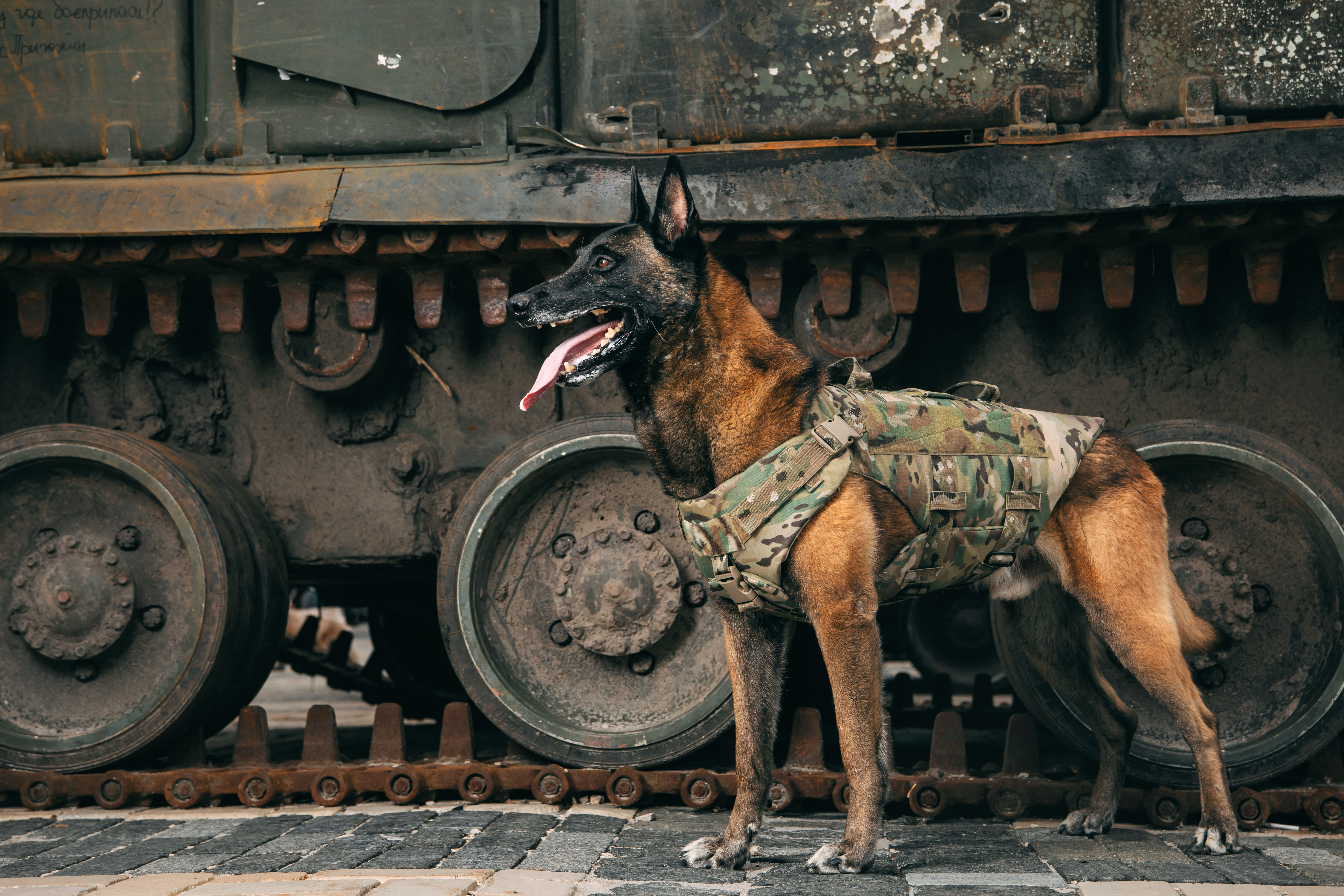 malinois-dog-in-bulletproof-vests-against-military-2023-11-27-05-24-06-utc