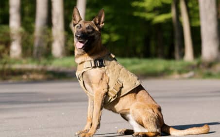 malinois-dog-wearing-a-vest-in-a-park-police-dog-2023-11-27-05-32-04-utc