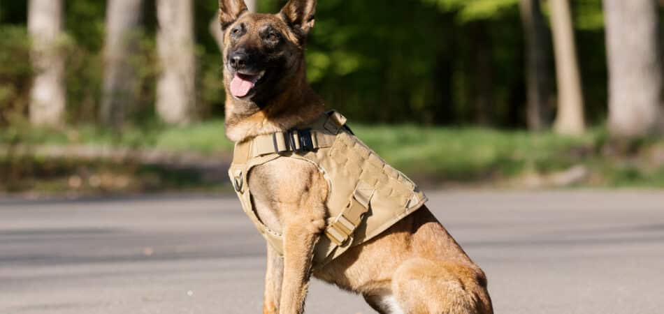 malinois-dog-wearing-a-vest-in-a-park-police-dog-2023-11-27-05-32-04-utc