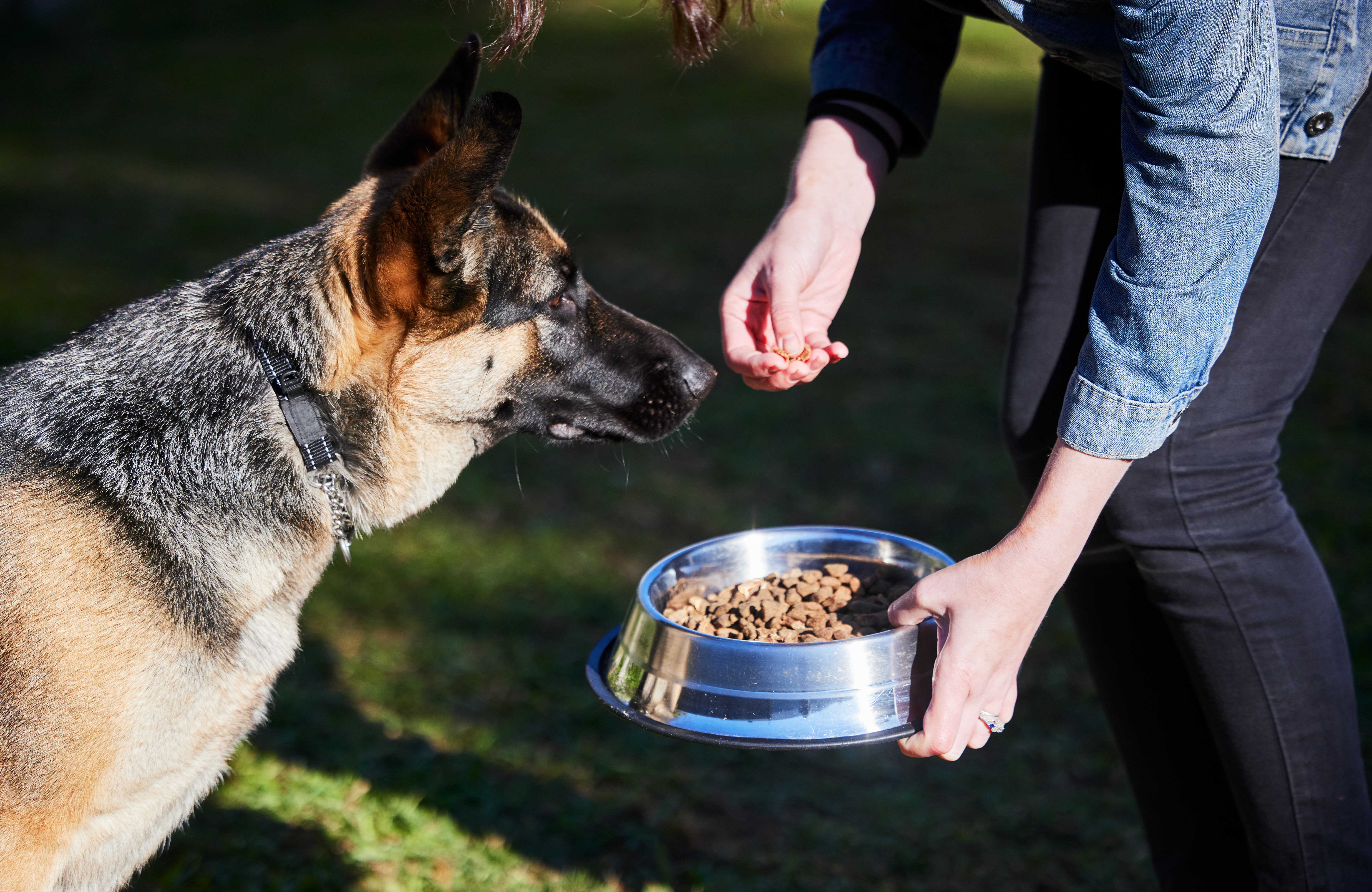 Nutrition and Care Tips for Burglary Protection Dogs