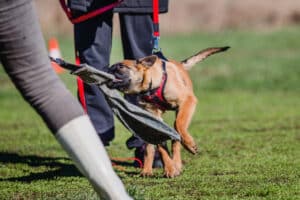 working-malinois-dog-belgian-shepherd-dog-police-2023-11-27-05-15-04-utc