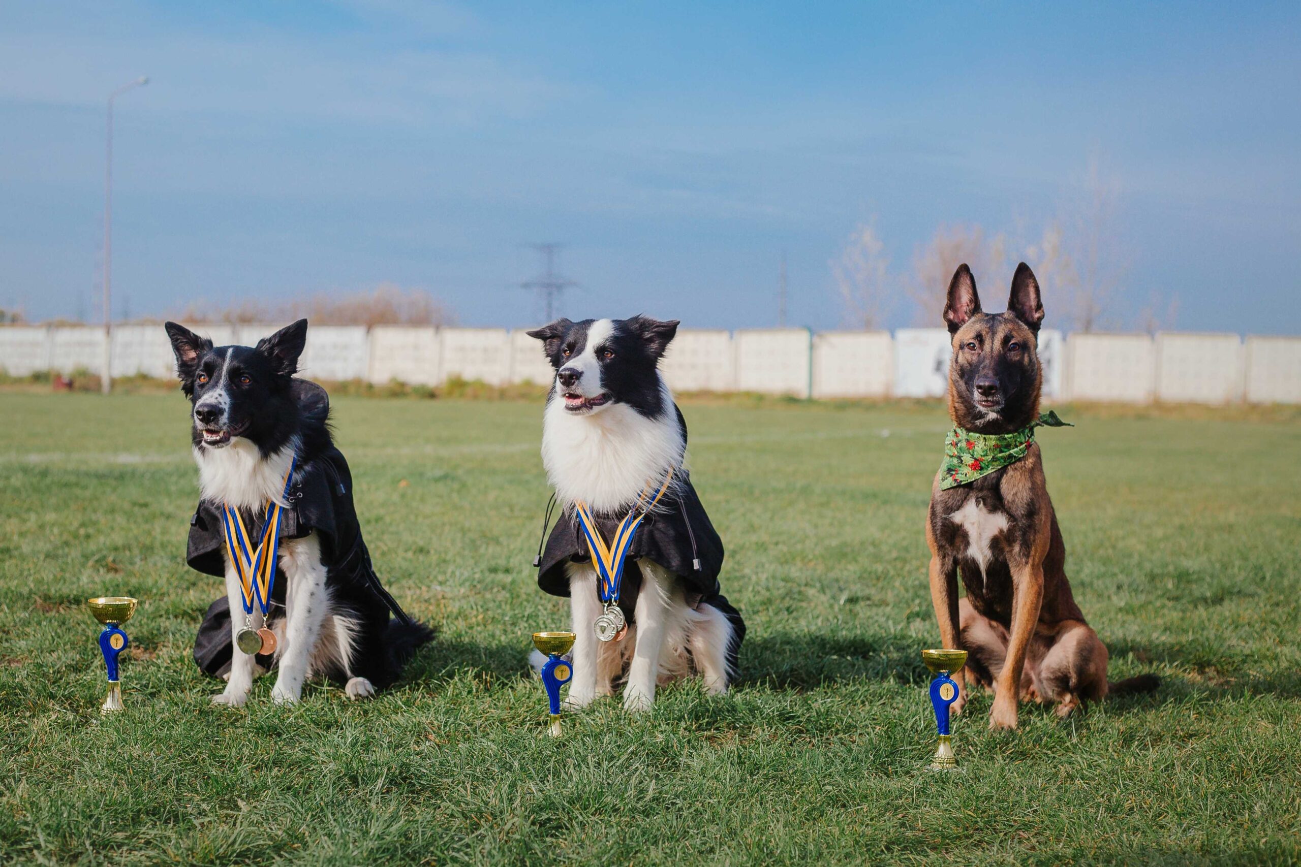pack of dogs sitting