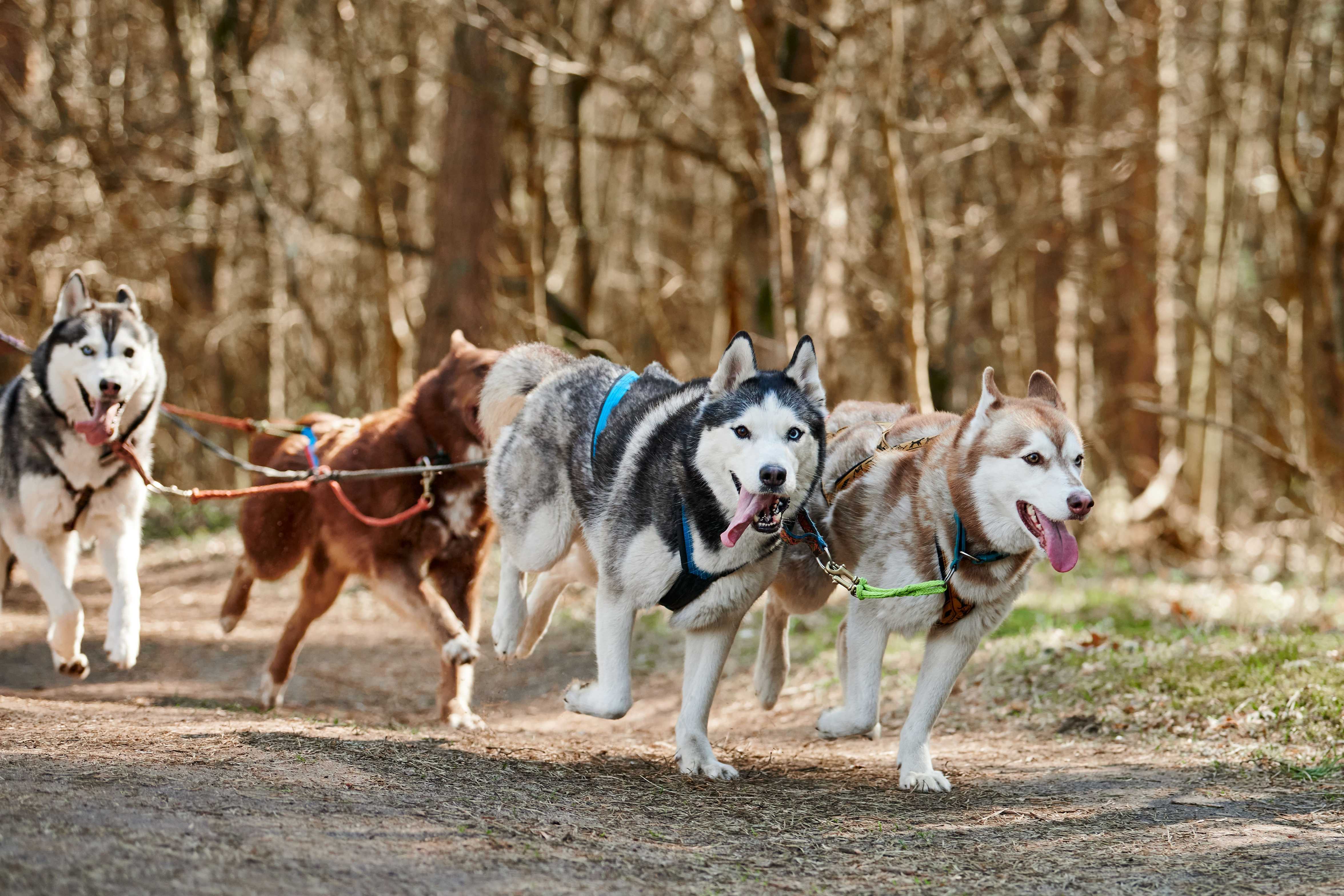 pack of dogs