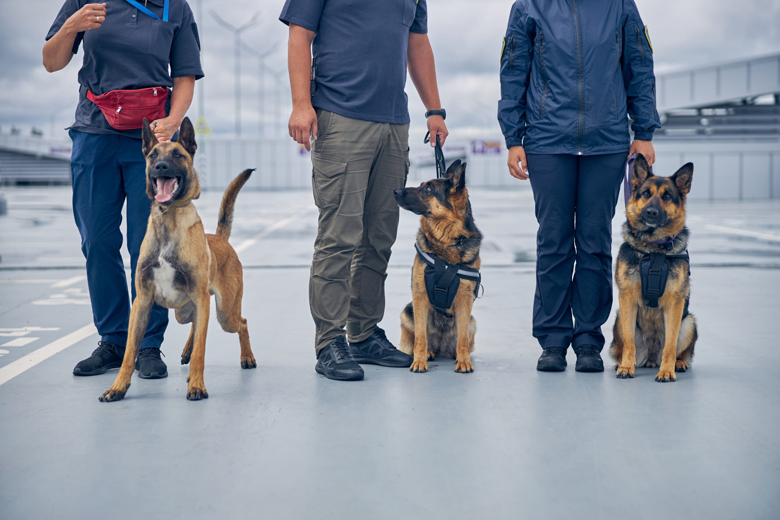 Security dogs on duty with officers at airport