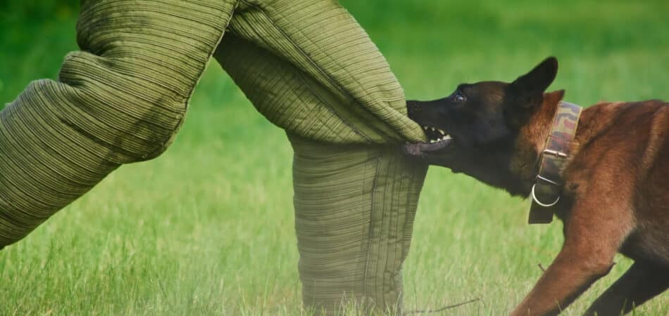 The man is trying to stay stable despite of the dog