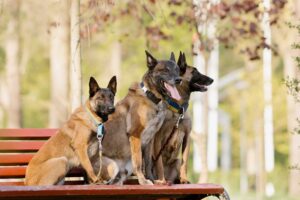 three belgian malinois sitting on bench