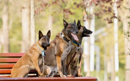 three belgian malinois sitting on bench