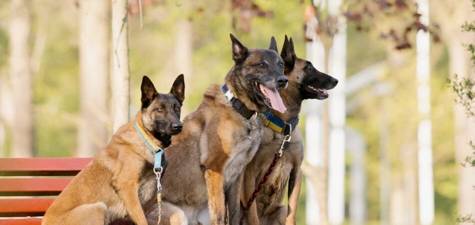 three belgian malinois sitting on bench