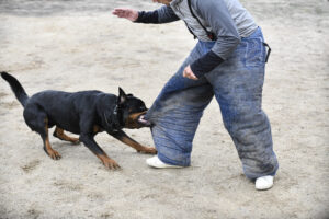 young rottweiler training for protection sport and police