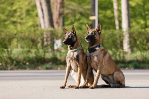 two-belgian-malinois-dogs-sitting-in-a-field-pol-2023-11-27-04-56-28-utc