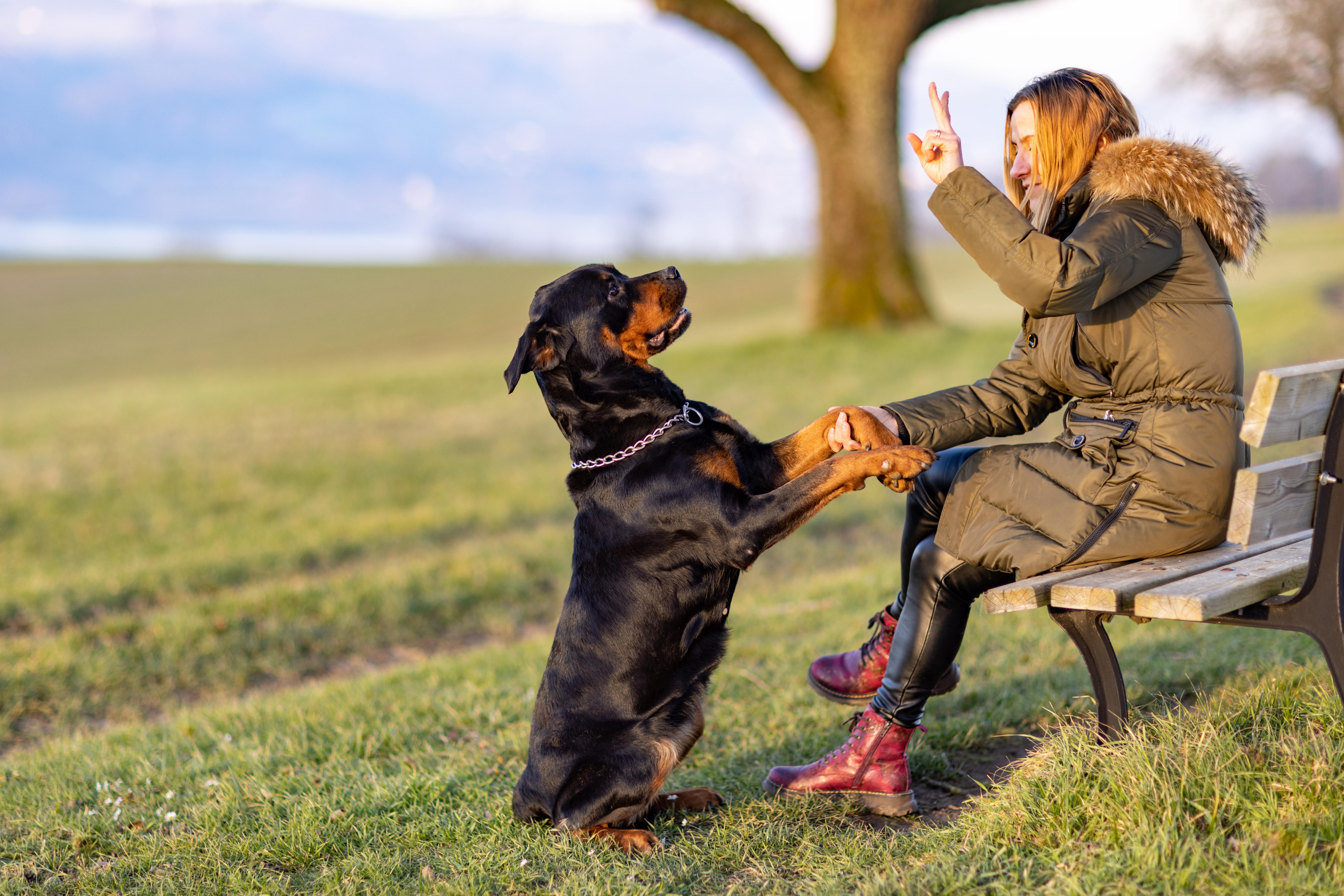 woman training her rottweiler dog