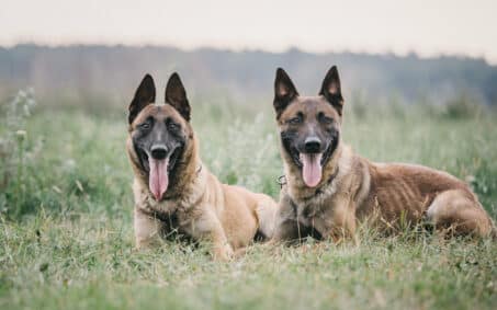 working-malinois-dog-belgian-shepherd-dog-police-2023-11-27-04-56-50-utc