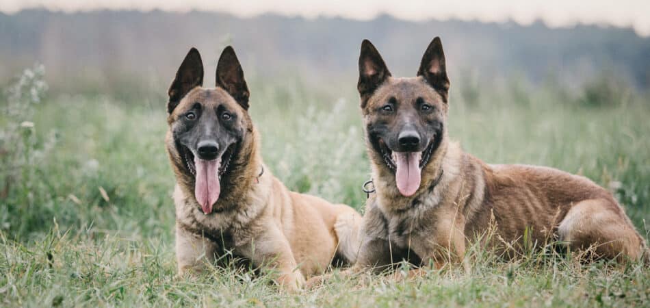 working-malinois-dog-belgian-shepherd-dog-police-2023-11-27-04-56-50-utc