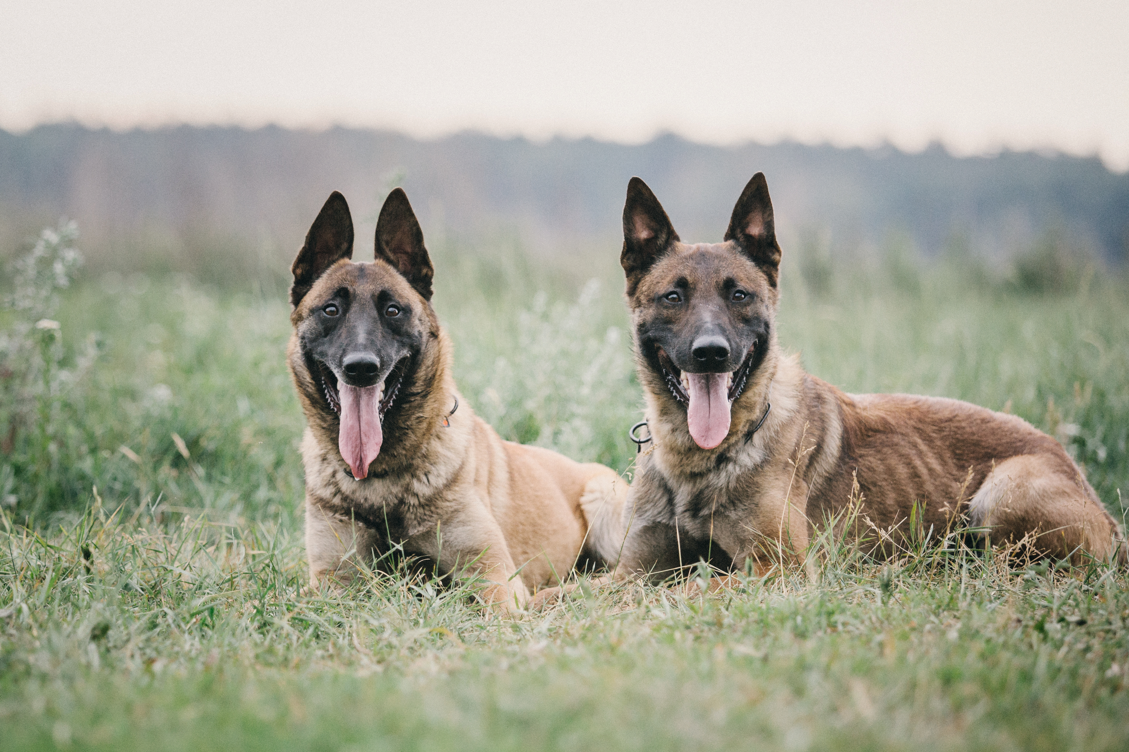 working-malinois-dog-belgian-shepherd-dog-police-2023-11-27-04-56-50-utc