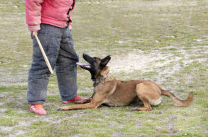 young belgian shepherd training in the nature for security