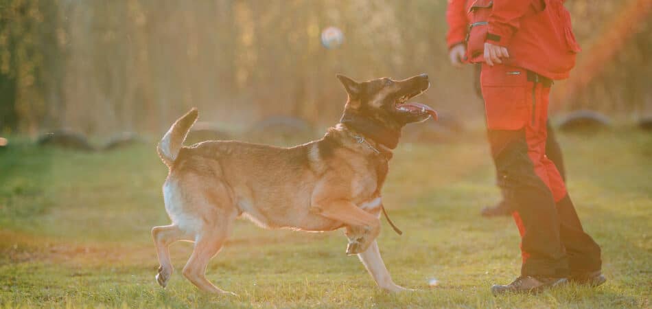 working-malinois-dog-belgian-shepherd-dog-police-2023-11-27-05-11-01-utc