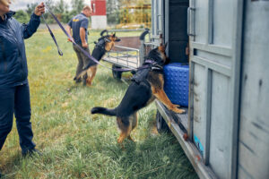 Security guards with German Shepherd dogs inspecting luggage and searching for illegal drugs or explosives outdoors