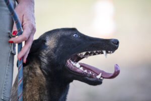 close up of teeth of a belgian shepherd in nature