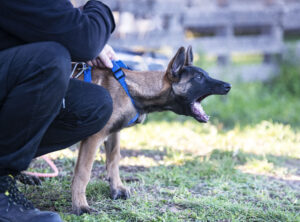 young belgian shepherd training in the nature in summer