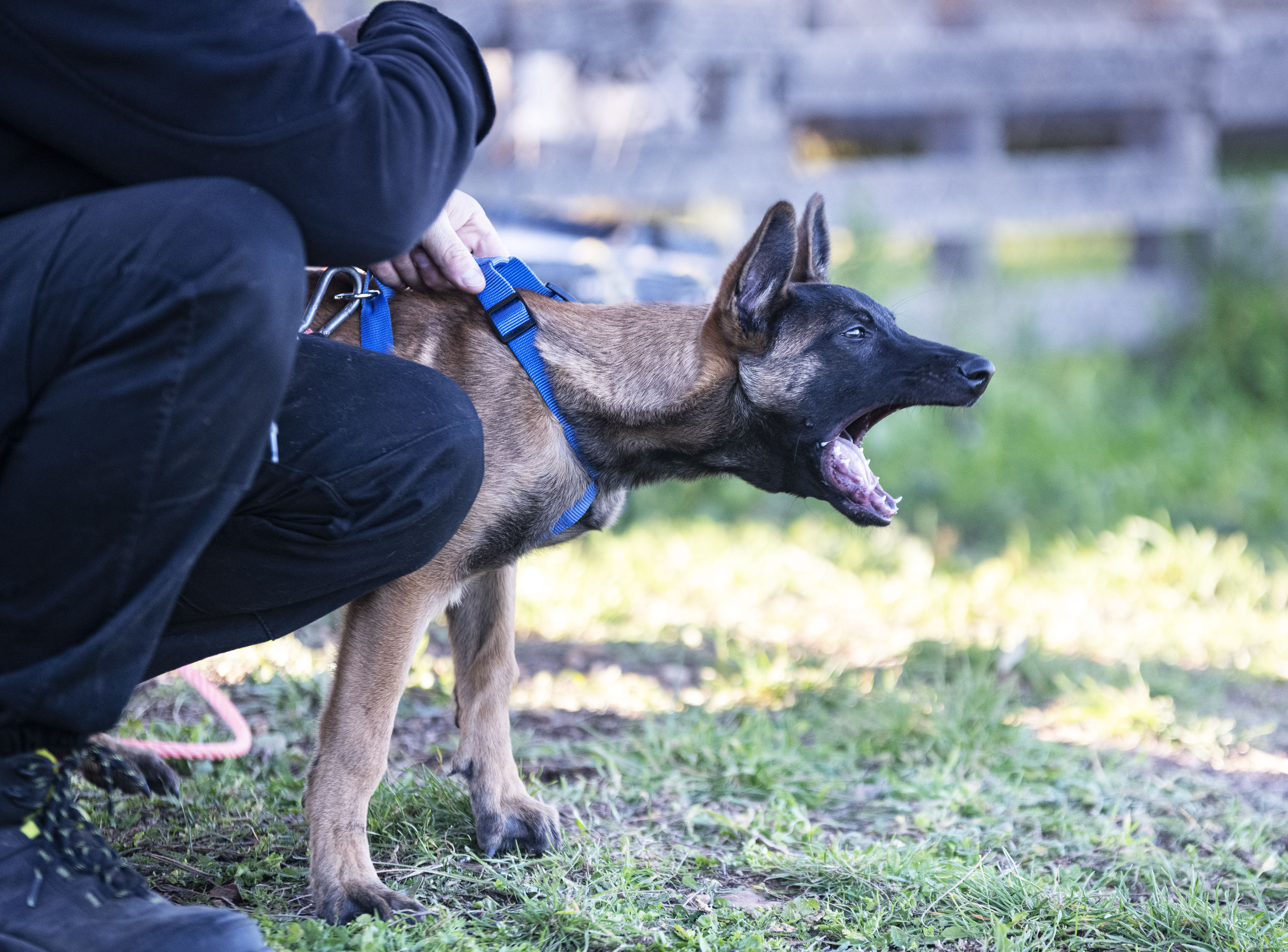 young belgian shepherd training in the nature in summer