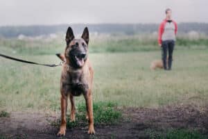 working-dog-dog-training-police-guard-dog-dog-2023-11-27-05-36-01-utc