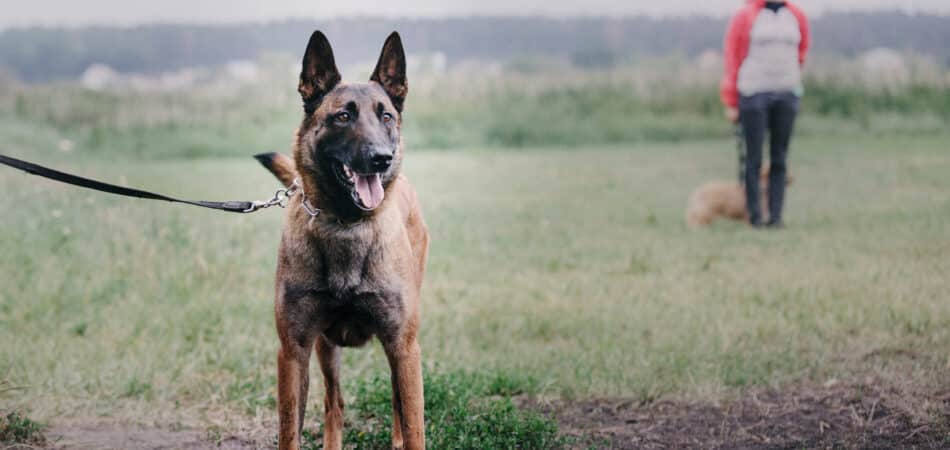 working-dog-dog-training-police-guard-dog-dog-2023-11-27-05-36-01-utc