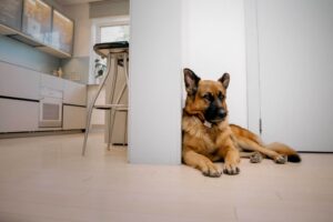a dog sitting infront of the door