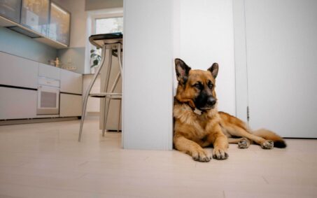 a dog sitting infront of the door