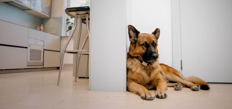 a dog sitting infront of the door