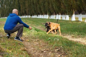 a male owner of a dog kennel of the German boxer breed walks adult dogs and trains them on a walk in nature, plays with them, the dogs wear an apport
